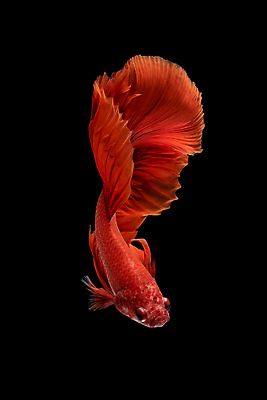 포토 JPG 해외이미지 한마리 검은배경 어류 사람없음 반려동물 꼬리 지느러미 베타 해외포토 동물 1 백그라운드 검은색 수중동물 파일형식