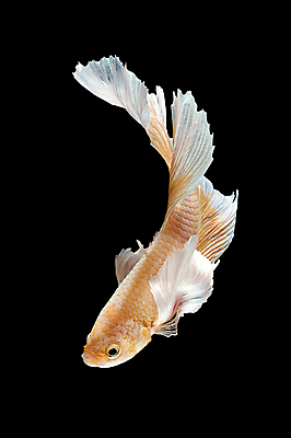 포토 JPG 해외이미지 한마리 검은배경 어류 사람없음 반려동물 꼬리 지느러미 베타 해외포토 동물 1 백그라운드 검은색 수중동물 파일형식