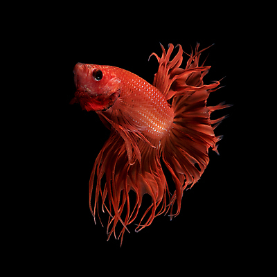 포토 JPG 해외이미지 한마리 검은배경 어류 사람없음 반려동물 꼬리 지느러미 베타 해외포토 동물 1 백그라운드 검은색 수중동물 파일형식