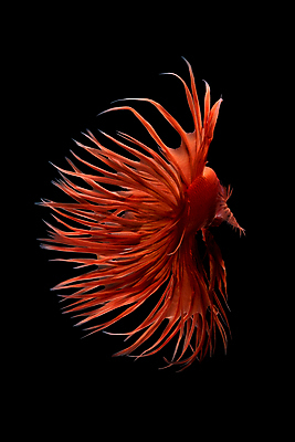 포토 JPG 해외이미지 한마리 검은배경 어류 사람없음 반려동물 꼬리 지느러미 베타 해외포토 동물 1 백그라운드 검은색 수중동물 파일형식