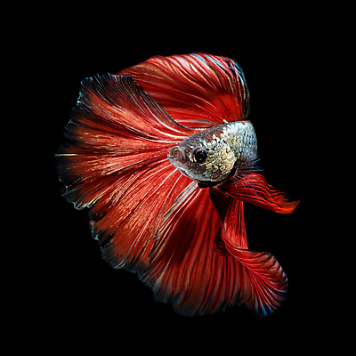 포토 JPG 해외이미지 한마리 검은배경 어류 사람없음 반려동물 꼬리 지느러미 베타 해외포토 동물 1 백그라운드 검은색 수중동물 파일형식