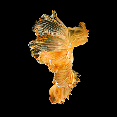 포토 JPG 해외이미지 한마리 검은배경 어류 사람없음 반려동물 꼬리 지느러미 베타 해외포토 동물 1 백그라운드 검은색 수중동물 파일형식