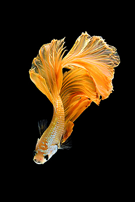 포토 JPG 해외이미지 한마리 검은배경 어류 사람없음 반려동물 꼬리 지느러미 베타 해외포토 동물 1 백그라운드 검은색 수중동물 파일형식
