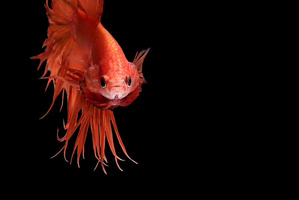 포토 JPG 해외이미지 한마리 검은배경 어류 사람없음 반려동물 꼬리 지느러미 베타 해외포토 동물 1 백그라운드 검은색 수중동물 파일형식