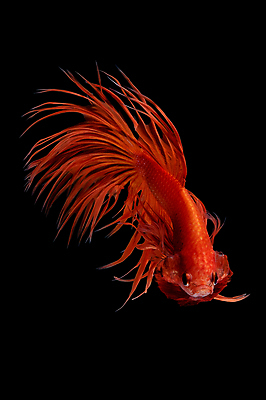 포토 JPG 해외이미지 한마리 검은배경 어류 사람없음 반려동물 꼬리 지느러미 베타 해외포토 동물 1 백그라운드 검은색 수중동물 파일형식