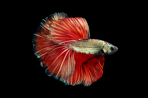 포토 JPG 해외이미지 한마리 검은배경 어류 사람없음 반려동물 꼬리 지느러미 베타 해외포토 동물 1 백그라운드 검은색 수중동물 파일형식