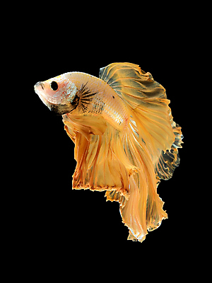 포토 JPG 해외이미지 한마리 검은배경 어류 사람없음 반려동물 꼬리 지느러미 베타 해외포토 동물 1 백그라운드 검은색 수중동물 파일형식