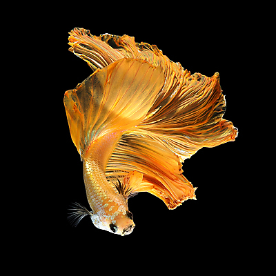 포토 JPG 해외이미지 한마리 검은배경 어류 사람없음 반려동물 꼬리 지느러미 베타 해외포토 동물 1 백그라운드 검은색 수중동물 파일형식