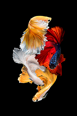 포토 JPG 해외이미지 한마리 검은배경 세마리 어류 사람없음 반려동물 꼬리 지느러미 베타 해외포토 동물 1 백그라운드 3 검은색 수중동물 파일형식