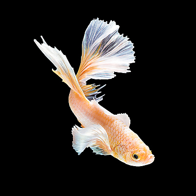 포토 JPG 해외이미지 한마리 검은배경 어류 사람없음 반려동물 꼬리 지느러미 베타 해외포토 동물 1 백그라운드 검은색 수중동물 파일형식