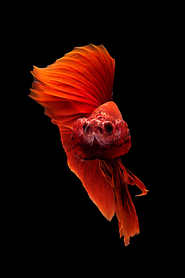 포토 JPG 해외이미지 한마리 검은배경 어류 사람없음 반려동물 꼬리 지느러미 베타 해외포토 동물 1 백그라운드 검은색 수중동물 파일형식