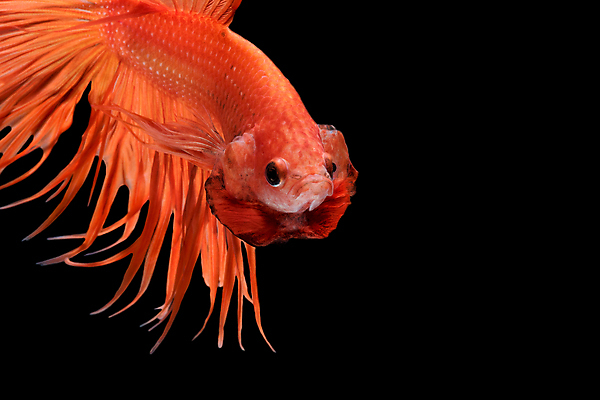 포토 JPG 해외이미지 한마리 검은배경 어류 사람없음 반려동물 꼬리 지느러미 베타 해외포토 동물 1 백그라운드 검은색 수중동물 파일형식