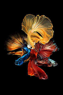 포토 JPG 해외이미지 한마리 검은배경 어류 사람없음 반려동물 꼬리 지느러미 베타 해외포토 동물 1 백그라운드 검은색 수중동물 파일형식