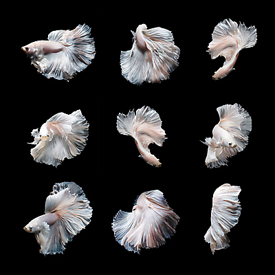 포토 JPG 해외이미지 여러마리 검은배경 어류 사람없음 반려동물 꼬리 지느러미 베타 해외포토 동물 다수 백그라운드 검은색 수중동물 파일형식