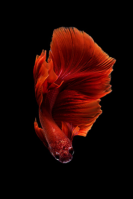 포토 JPG 해외이미지 한마리 검은배경 어류 사람없음 반려동물 꼬리 지느러미 베타 해외포토 동물 1 백그라운드 검은색 수중동물 파일형식