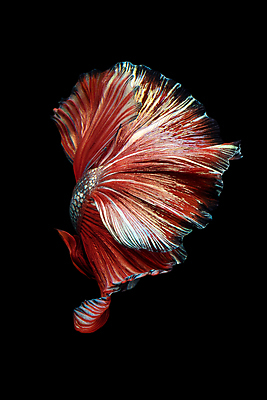 포토 JPG 해외이미지 한마리 검은배경 어류 사람없음 반려동물 꼬리 지느러미 베타 해외포토 동물 1 백그라운드 검은색 수중동물 파일형식