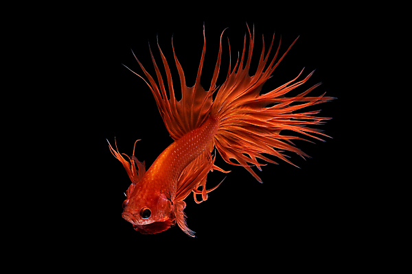 포토 JPG 해외이미지 한마리 검은배경 어류 사람없음 반려동물 꼬리 지느러미 베타 해외포토 동물 1 백그라운드 검은색 수중동물 파일형식