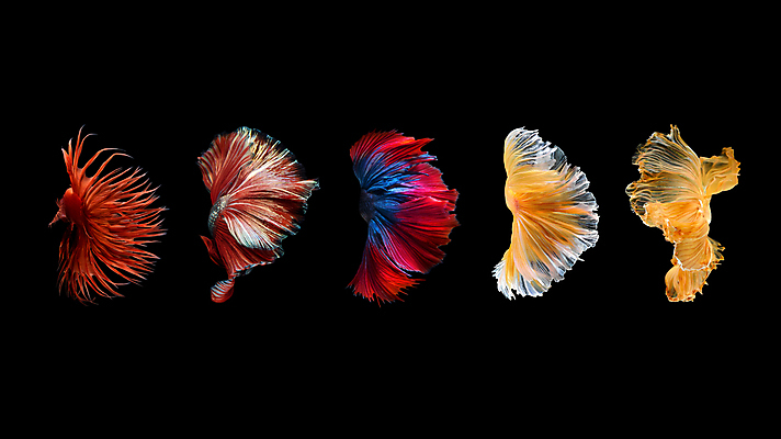 포토 JPG 해외이미지 여러마리 검은배경 어류 사람없음 반려동물 꼬리 지느러미 베타 해외포토 동물 다수 백그라운드 검은색 수중동물 파일형식