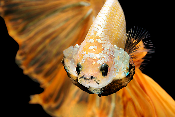 포토 JPG 해외이미지 한마리 검은배경 어류 사람없음 반려동물 꼬리 지느러미 베타 해외포토 동물 1 백그라운드 검은색 수중동물 파일형식