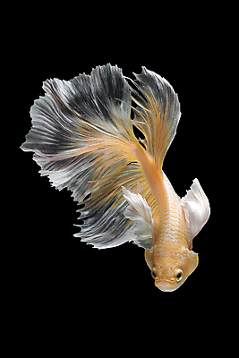 포토 JPG 해외이미지 한마리 검은배경 어류 사람없음 반려동물 꼬리 지느러미 베타 해외포토 동물 1 백그라운드 검은색 수중동물 파일형식