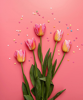 포토 JPG 해외이미지 꽃다발 실내 사람없음 튤립 하트 스프링클 분홍색배경 해외포토 모양 꽃 분홍색 백그라운드 내부 장식 파일형식