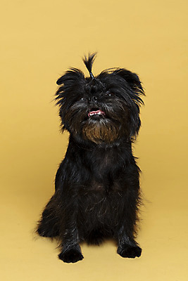 포토 JPG 스튜디오촬영 한마리 반려견 가족 실내 사람없음 반려동물 올려보기 강아지 머리끈 노란배경 반려 아펜핀셔 국내포토 동물 1 백그라운드 장신구 관계 모션 내부 노란색 개 파일형식 핀셔