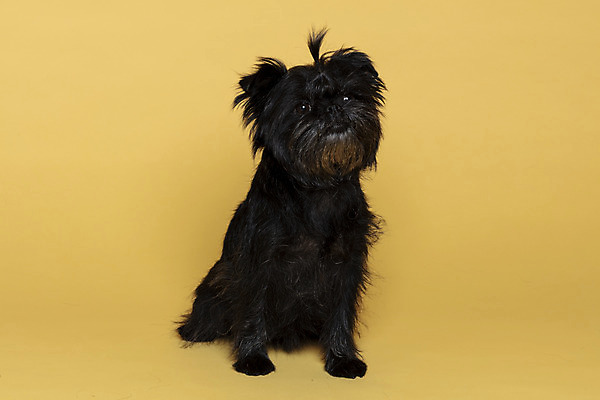 포토 JPG 스튜디오촬영 한마리 반려견 가족 실내 사람없음 반려동물 강아지 머리끈 노란배경 반려 아펜핀셔 국내포토 동물 1 백그라운드 장신구 관계 내부 노란색 개 파일형식 핀셔