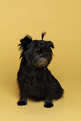 포토 JPG 스튜디오촬영 한마리 응시 반려견 가족 실내 사람없음 반려동물 강아지 머리끈 노란배경 반려 아펜핀셔 국내포토 동물 1 시선 백그라운드 장신구 관계 내부 노란색 개 파일형식 핀셔