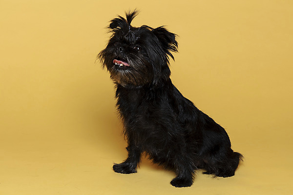 포토 JPG 스튜디오촬영 한마리 반려견 가족 실내 입벌림 사람없음 반려동물 강아지 머리끈 노란배경 반려 아펜핀셔 국내포토 동물 1 백그라운드 장신구 관계 표정 내부 노란색 개 파일형식 핀셔