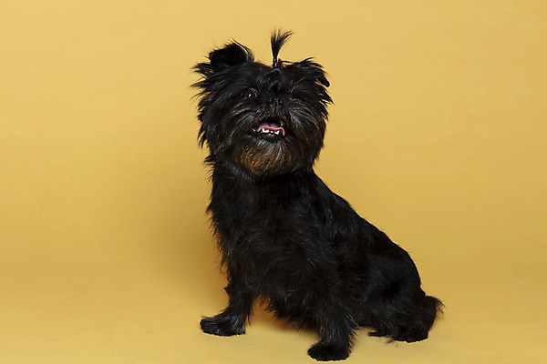 포토 JPG 스튜디오촬영 한마리 응시 반려견 가족 실내 사람없음 반려동물 강아지 머리끈 노란배경 반려 아펜핀셔 국내포토 동물 1 시선 백그라운드 장신구 관계 내부 노란색 개 파일형식 핀셔