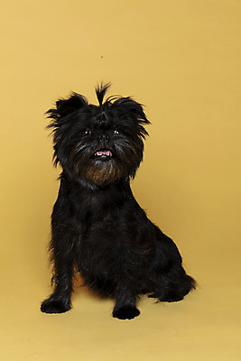 포토 JPG 스튜디오촬영 한마리 응시 반려견 가족 실내 사람없음 반려동물 강아지 머리끈 노란배경 반려 아펜핀셔 국내포토 동물 1 시선 백그라운드 장신구 관계 내부 노란색 개 파일형식 핀셔