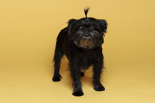 포토 JPG 스튜디오촬영 한마리 반려견 가족 실내 사람없음 반려동물 강아지 머리끈 노란배경 반려 아펜핀셔 국내포토 동물 1 백그라운드 장신구 관계 내부 노란색 개 파일형식 핀셔