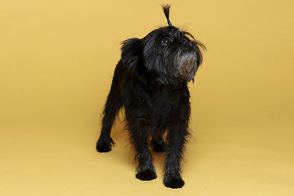 포토 JPG 스튜디오촬영 한마리 반려견 가족 실내 사람없음 반려동물 기다림 강아지 머리끈 노란배경 반려 아펜핀셔 국내포토 동물 1 백그라운드 장신구 관계 모션 내부 노란색 개 파일형식 핀셔