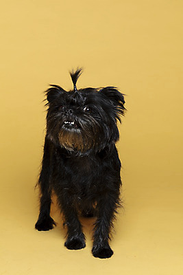 포토 JPG 스튜디오촬영 한마리 반려견 가족 실내 사람없음 반려동물 강아지 머리끈 곁눈질 노란배경 반려 아펜핀셔 국내포토 동물 1 백그라운드 장신구 관계 내부 노란색 개 파일형식 핀셔