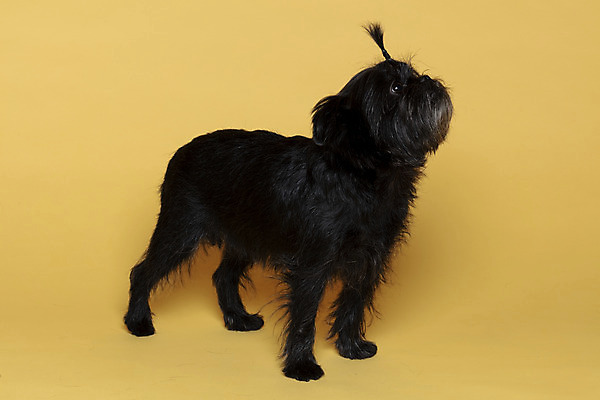 포토 JPG 스튜디오촬영 한마리 반려견 가족 실내 사람없음 반려동물 올려보기 기다림 강아지 머리끈 노란배경 반려 아펜핀셔 국내포토 동물 1 백그라운드 장신구 관계 모션 내부 노란색 개 파일형식 핀셔