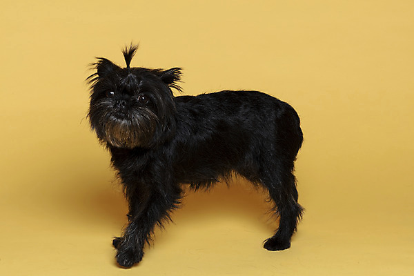 포토 JPG 스튜디오촬영 한마리 응시 반려견 가족 실내 사람없음 반려동물 강아지 머리끈 노란배경 반려 아펜핀셔 국내포토 동물 1 시선 백그라운드 장신구 관계 내부 노란색 개 파일형식 핀셔