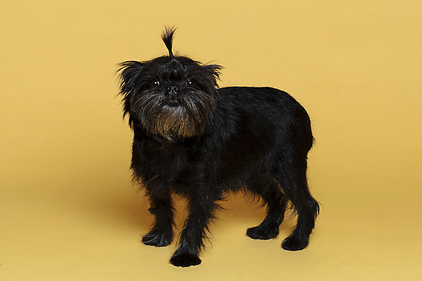 포토 JPG 스튜디오촬영 한마리 응시 반려견 가족 실내 사람없음 반려동물 강아지 머리끈 노란배경 반려 아펜핀셔 국내포토 동물 1 시선 백그라운드 장신구 관계 내부 노란색 개 파일형식 핀셔