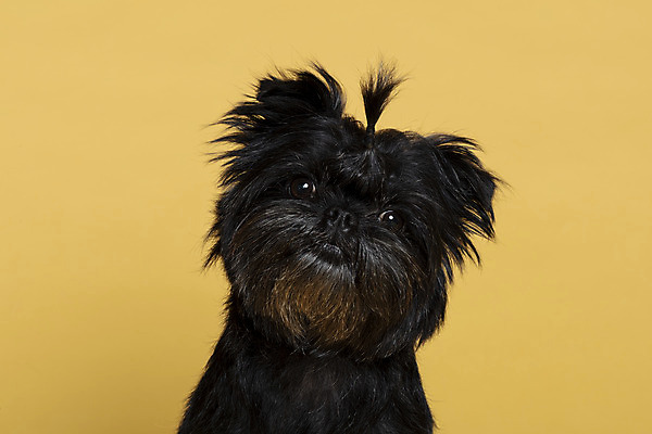 포토 JPG 스튜디오촬영 한마리 반려견 가족 실내 근접촬영 사람없음 반려동물 강아지 머리끈 노란배경 반려 아펜핀셔 국내포토 동물 1 뷰포인트 백그라운드 장신구 관계 내부 노란색 개 파일형식 핀셔