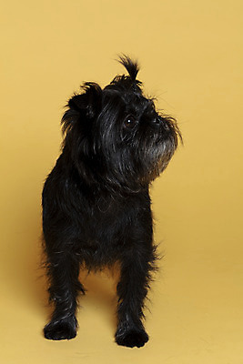 포토 JPG 스튜디오촬영 한마리 응시 반려견 가족 실내 사람없음 반려동물 강아지 머리끈 노란배경 반려 아펜핀셔 국내포토 동물 1 시선 백그라운드 장신구 관계 내부 노란색 개 파일형식 핀셔