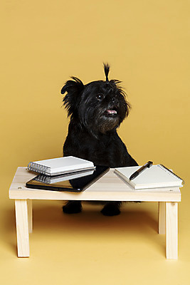 포토 JPG 스튜디오촬영 한마리 반려견 가족 실내 사람없음 반려동물 태블릿 펜 공책 강아지 머리끈 나무책상 노란배경 반려 아펜핀셔 국내포토 동물 1 백그라운드 장신구 관계 문구용품 내부 목재 전자제품 스마트기기 필기구 노란색 개 책상 파일형식 핀셔