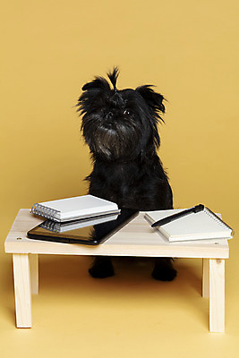 포토 JPG 스튜디오촬영 한마리 반려견 가족 실내 사람없음 반려동물 태블릿 펜 공책 강아지 머리끈 곁눈질 나무책상 노란배경 반려 아펜핀셔 국내포토 동물 1 백그라운드 장신구 관계 문구용품 내부 목재 전자제품 스마트기기 필기구 노란색 개 책상 파일형식 핀셔