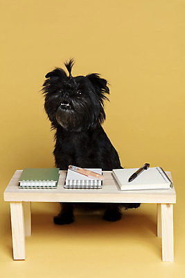 포토 JPG 스튜디오촬영 한마리 반려견 가족 실내 사람없음 반려동물 펜 공책 강아지 머리끈 나무책상 노란배경 반려 아펜핀셔 국내포토 동물 1 백그라운드 장신구 관계 문구용품 내부 목재 필기구 노란색 개 책상 파일형식 핀셔