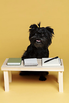 포토 JPG 스튜디오촬영 한마리 반려견 가족 실내 사람없음 반려동물 펜 공책 강아지 머리끈 나무책상 노란배경 반려 아펜핀셔 국내포토 동물 1 백그라운드 장신구 관계 문구용품 내부 목재 필기구 노란색 개 책상 파일형식 핀셔