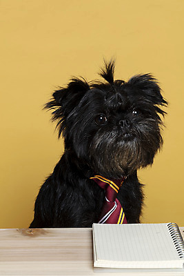 포토 JPG 스튜디오촬영 한마리 응시 반려견 가족 넥타이 실내 근접촬영 사람없음 반려동물 공책 강아지 머리끈 나무책상 노란배경 반려 아펜핀셔 국내포토 동물 1 시선 잡화 뷰포인트 백그라운드 장신구 관계 문구용품 내부 목재 노란색 개 책상 파일형식 핀셔