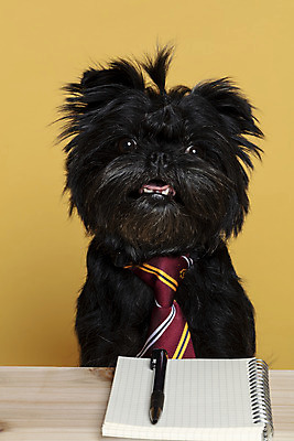 포토 JPG 스튜디오촬영 한마리 반려견 가족 넥타이 실내 근접촬영 사람없음 반려동물 펜 공책 강아지 머리끈 나무책상 노란배경 반려 아펜핀셔 국내포토 동물 1 잡화 뷰포인트 백그라운드 장신구 관계 문구용품 내부 목재 필기구 노란색 개 책상 파일형식 핀셔