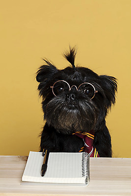 포토 JPG 스튜디오촬영 한마리 반려견 안경 가족 넥타이 실내 근접촬영 사람없음 반려동물 펜 공책 강아지 머리끈 나무책상 노란배경 반려 안경낌 아펜핀셔 국내포토 동물 1 잡화 뷰포인트 백그라운드 장신구 관계 문구용품 내부 목재 필기구 노란색 개 책상 파일형식 핀셔