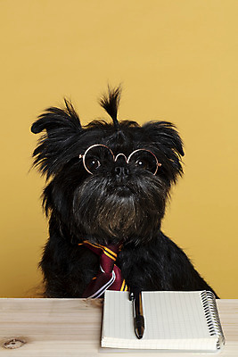 포토 JPG 스튜디오촬영 한마리 반려견 안경 가족 넥타이 실내 근접촬영 사람없음 반려동물 펜 공책 강아지 머리끈 나무책상 노란배경 반려 안경낌 아펜핀셔 국내포토 동물 1 잡화 뷰포인트 백그라운드 장신구 관계 문구용품 내부 목재 필기구 노란색 개 책상 파일형식 핀셔