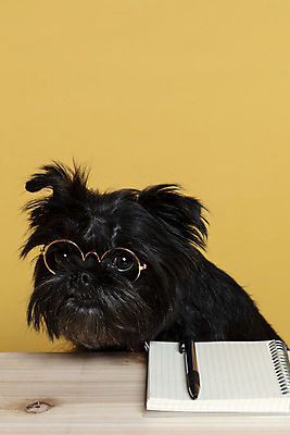 포토 JPG 스튜디오촬영 한마리 반려견 안경 가족 넥타이 실내 근접촬영 사람없음 반려동물 펜 공책 강아지 머리끈 나무책상 노란배경 반려 시무룩 안경낌 아펜핀셔 국내포토 동물 1 잡화 뷰포인트 백그라운드 장신구 관계 문구용품 표정 내부 목재 필기구 노란색 개 책상 파일형식 핀셔