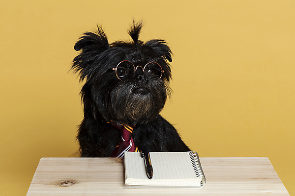 포토 JPG 스튜디오촬영 한마리 반려견 안경 가족 넥타이 실내 사람없음 반려동물 펜 공책 강아지 머리끈 나무책상 노란배경 반려 안경낌 아펜핀셔 국내포토 동물 1 잡화 백그라운드 장신구 관계 문구용품 내부 목재 필기구 노란색 개 책상 파일형식 핀셔
