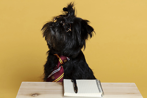 포토 JPG 스튜디오촬영 한마리 반려견 안경 가족 넥타이 실내 사람없음 반려동물 펜 공책 올려보기 강아지 머리끈 나무책상 노란배경 반려 안경낌 아펜핀셔 국내포토 동물 1 잡화 백그라운드 장신구 관계 모션 문구용품 내부 목재 필기구 노란색 개 책상 파일형식 핀셔